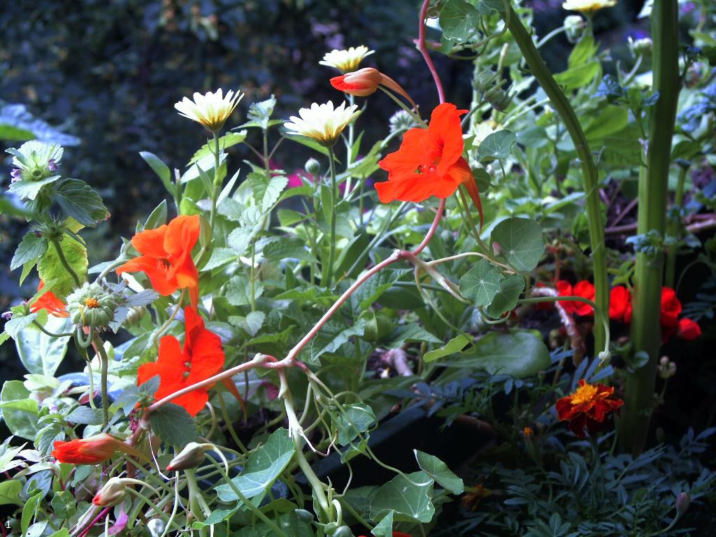 Ringelblumen, Rankende Kapuzinerkresse