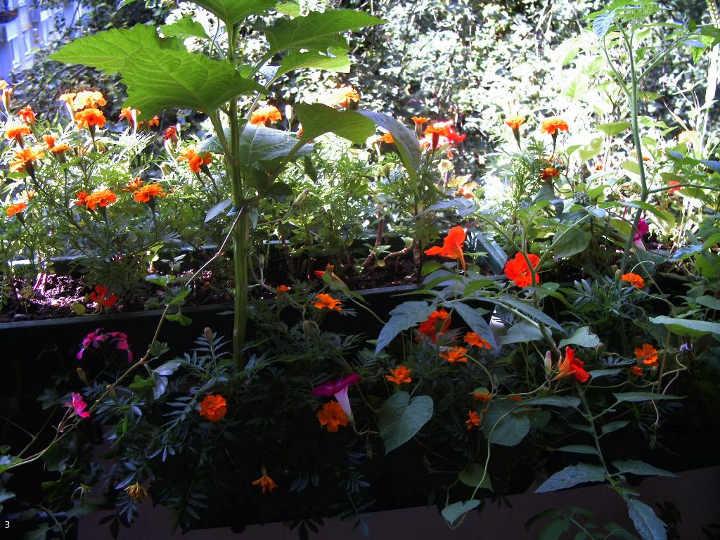 Tagetes,Rankende Kapuzinerkresse,Tricherwinden,Bilsenkraut