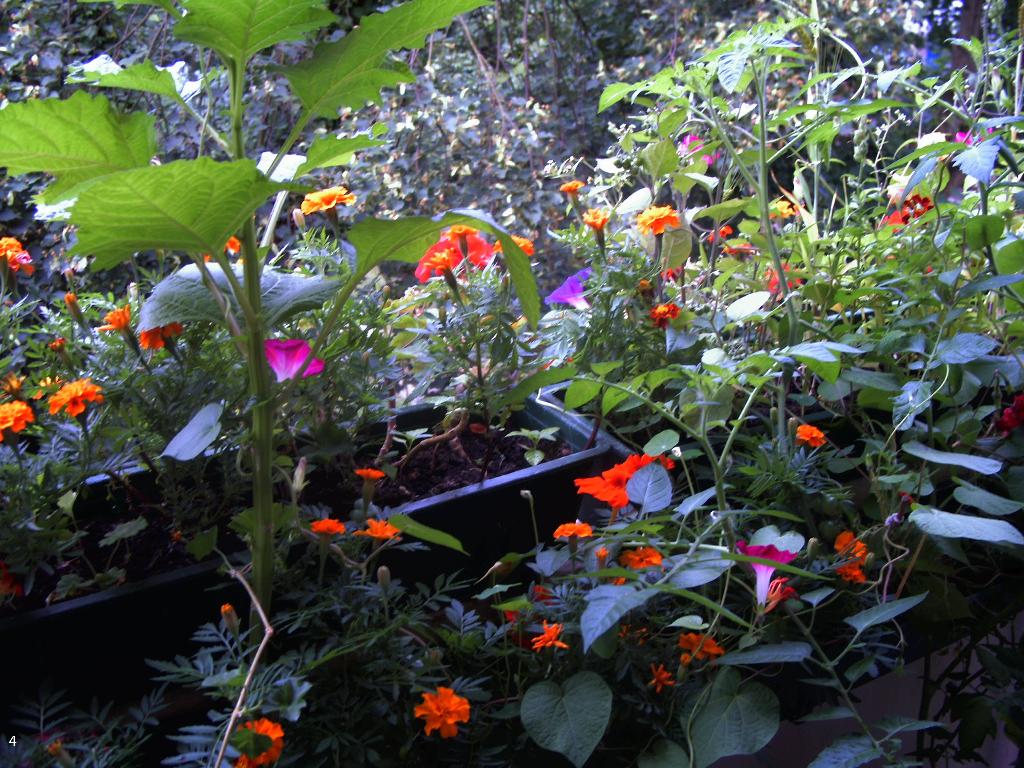 Bilsenkraut,Cherry-Tomaten,Tagetes