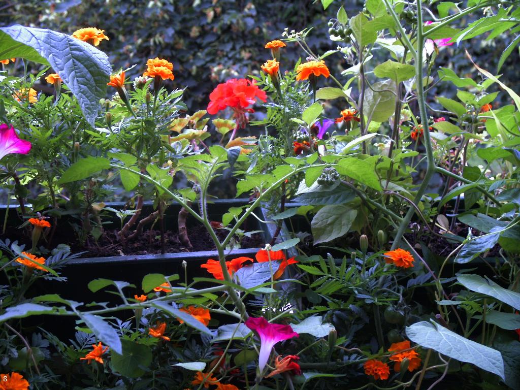 Tagetes,Cherry-Tomaten,Trichterwinde