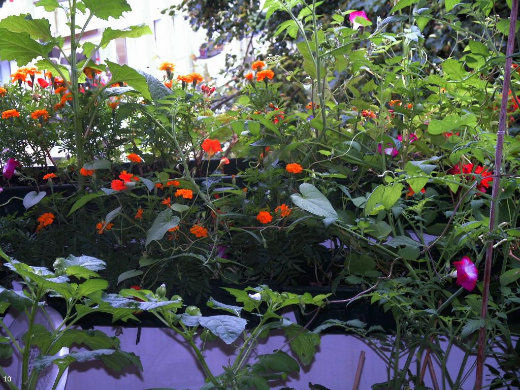 Tagetes,Bilsenkraut,Trichterwinde,Cherry-Tomaten