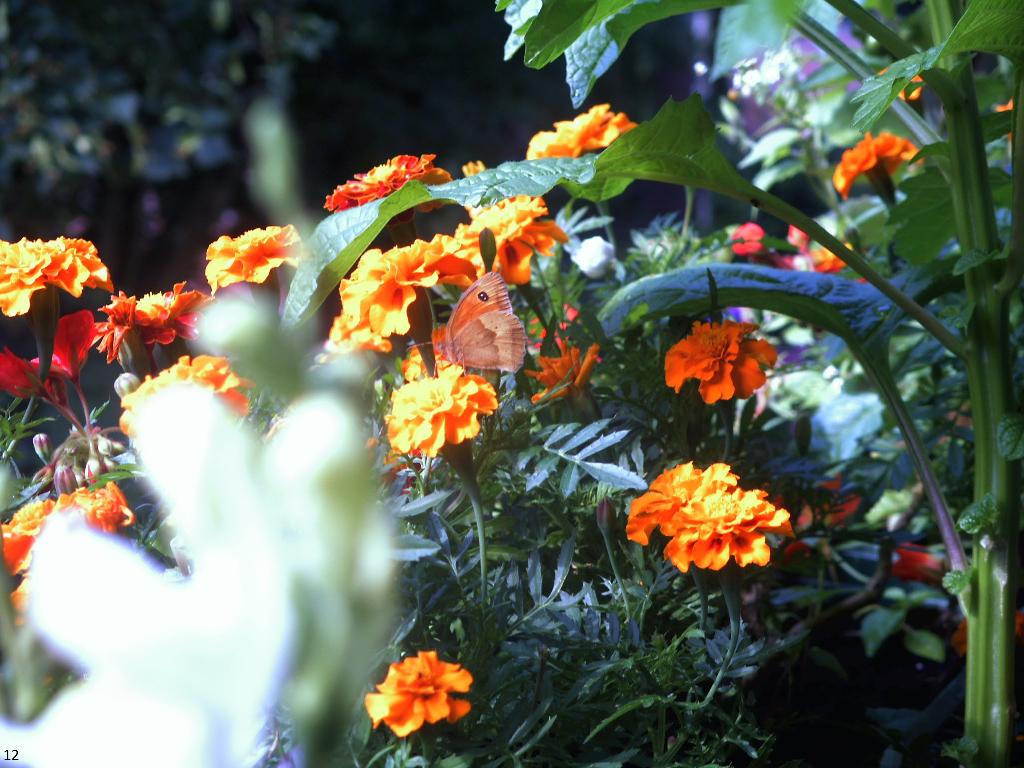Tagetes,Ochsenauge