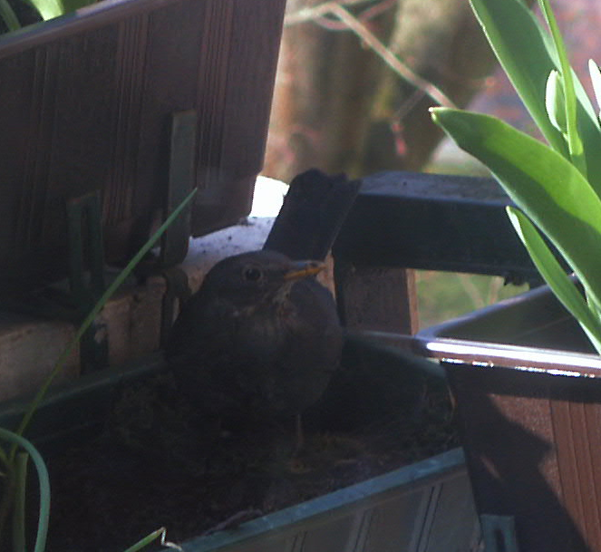 Vogelnest