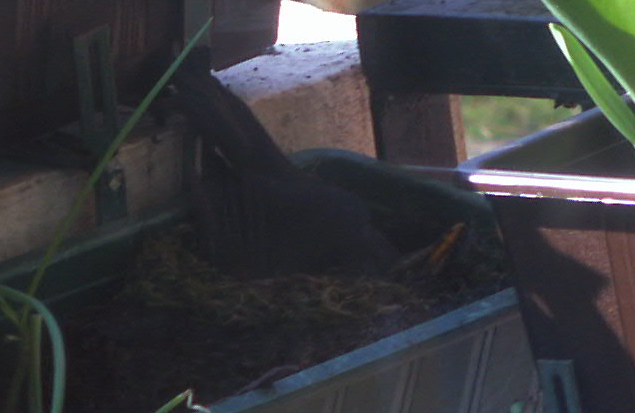 Amsel baut Vogelnest 2