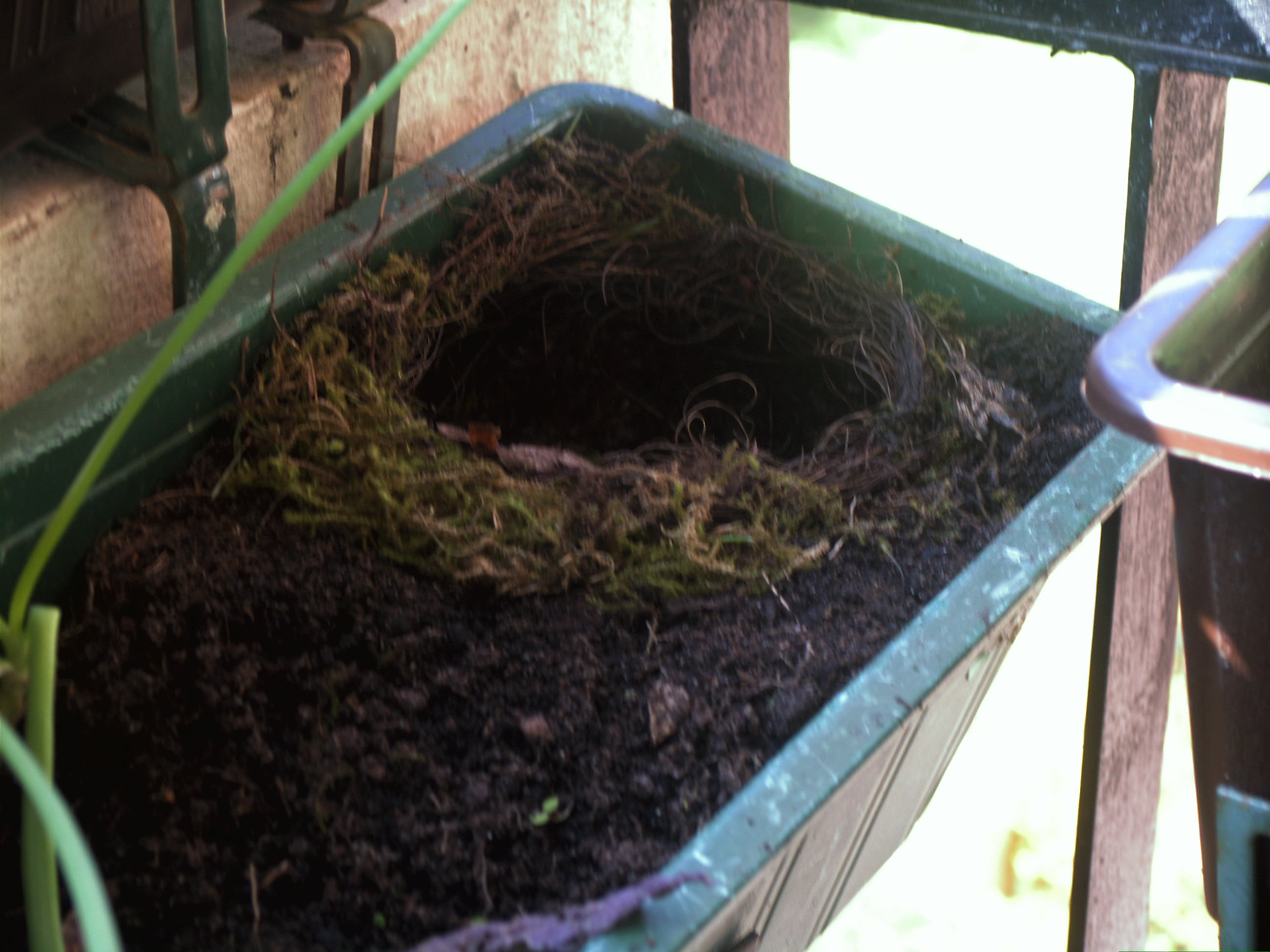 Amsel baut Vogelnest 3