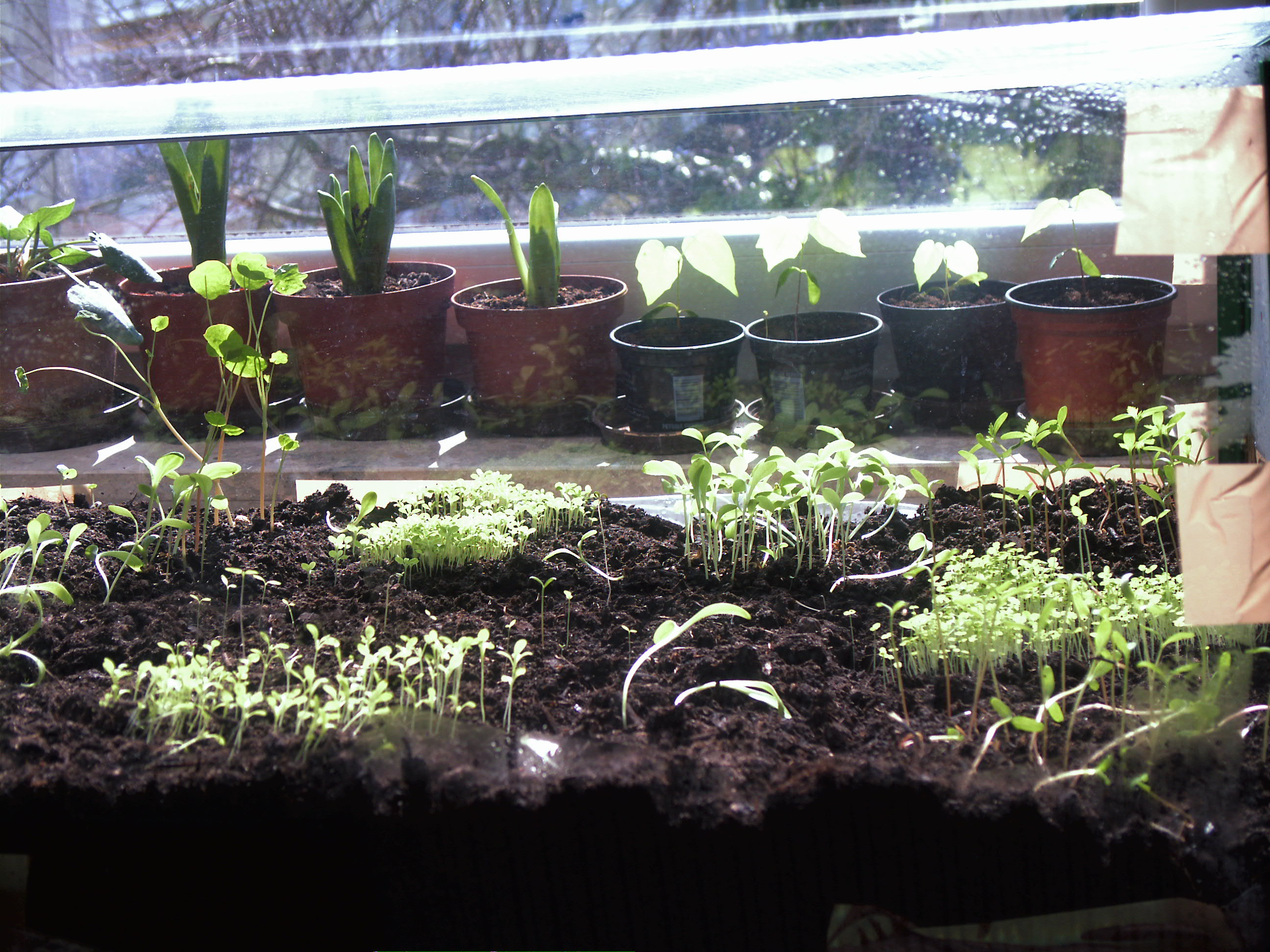 Terrarium