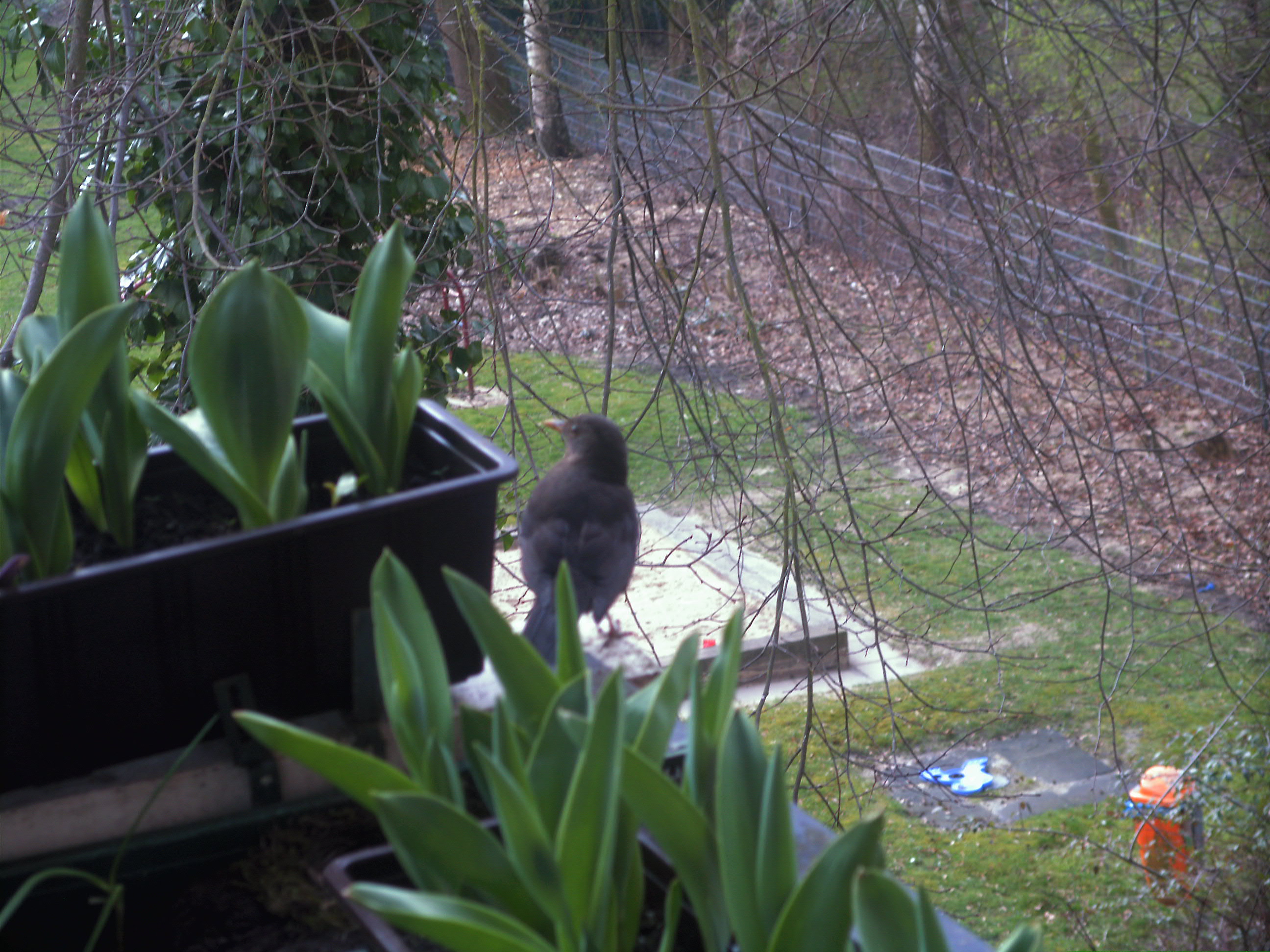 Amsel Ausblick