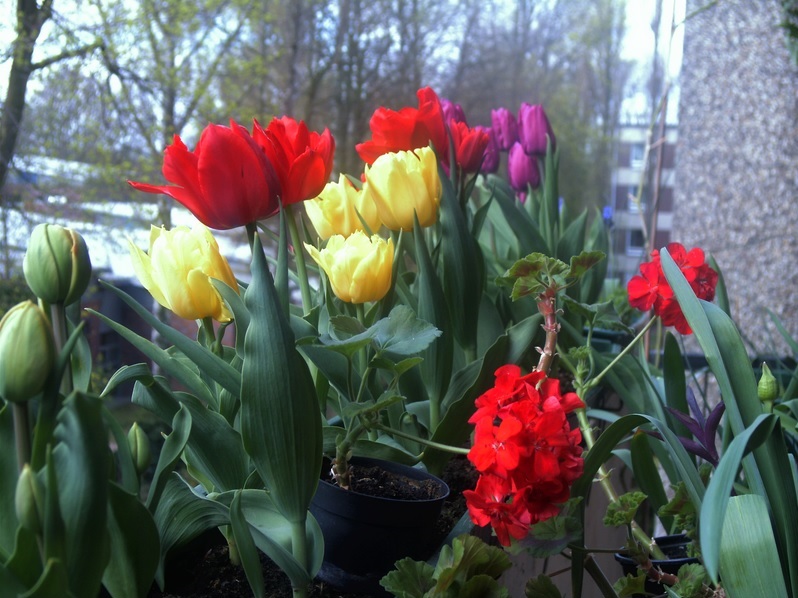 Tulpen,Geranie