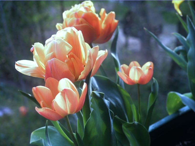Tulpen