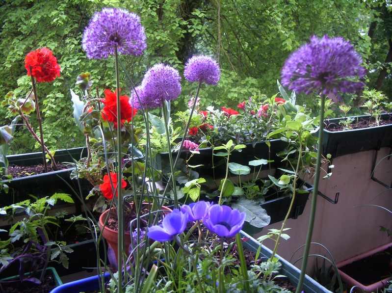 Cherry-Tomate,Geranien,Sonnenblumen,Petunie