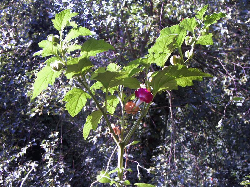 Bilsenkraut,Trichterwinde