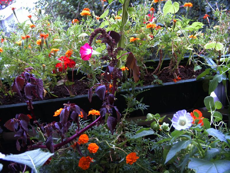 Tagetes,Trichterwinde