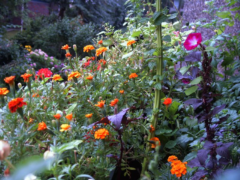 Tagetes,Geranien,Trichterwinde