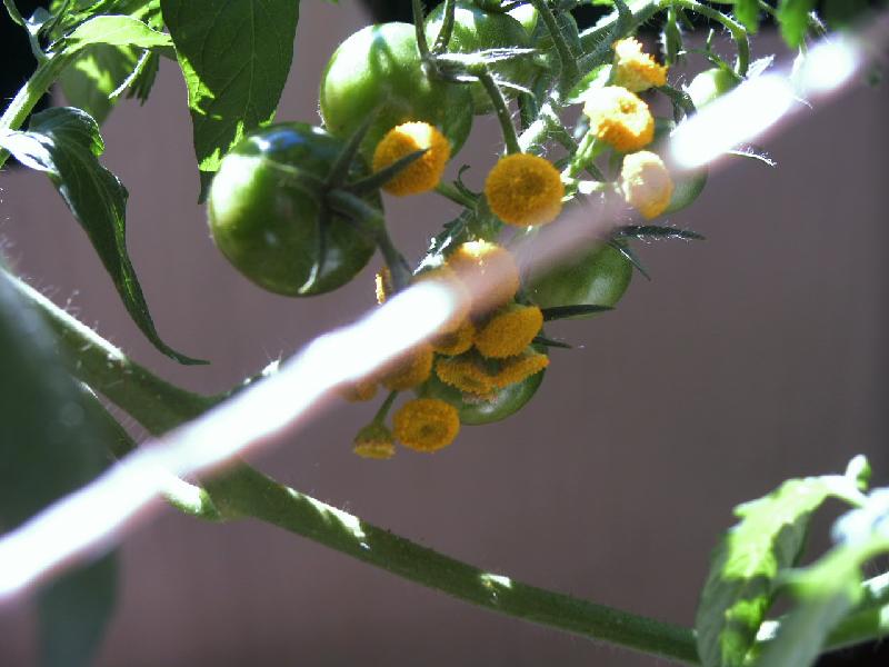 Cherry-Tomaten, unreif