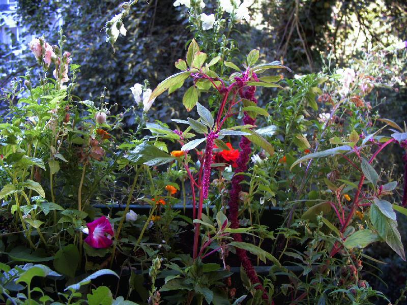 Löwenmaul,Fuchsschwanz,Trichterwinde