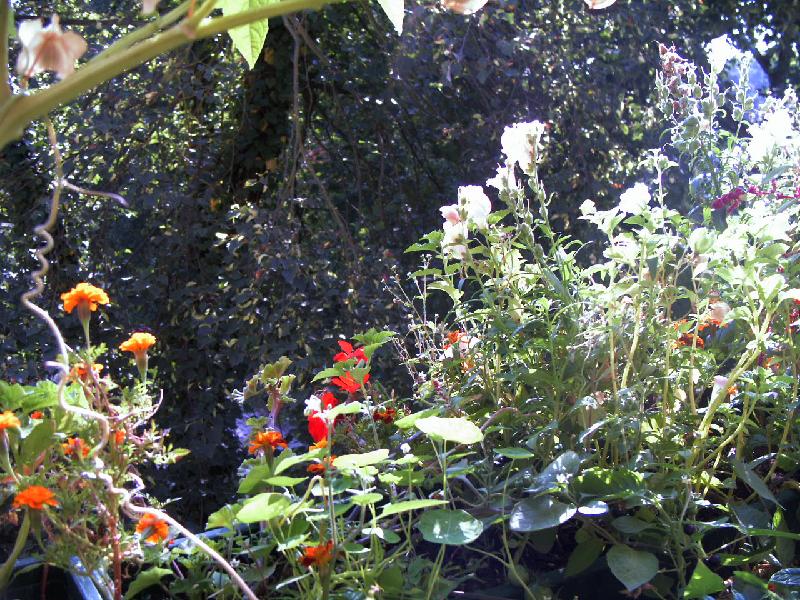 Tagetes,Bilsenkraut,Trichterwinde