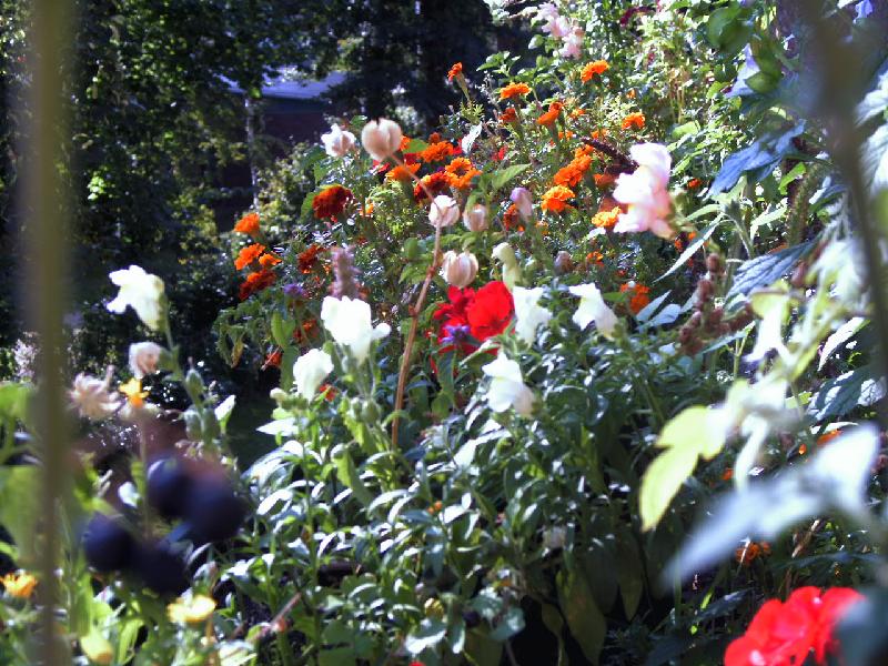 Tagetes,Geranien,Löwenmaul