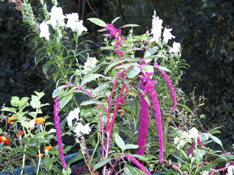 Fuchsschwanz,Löwenmaul