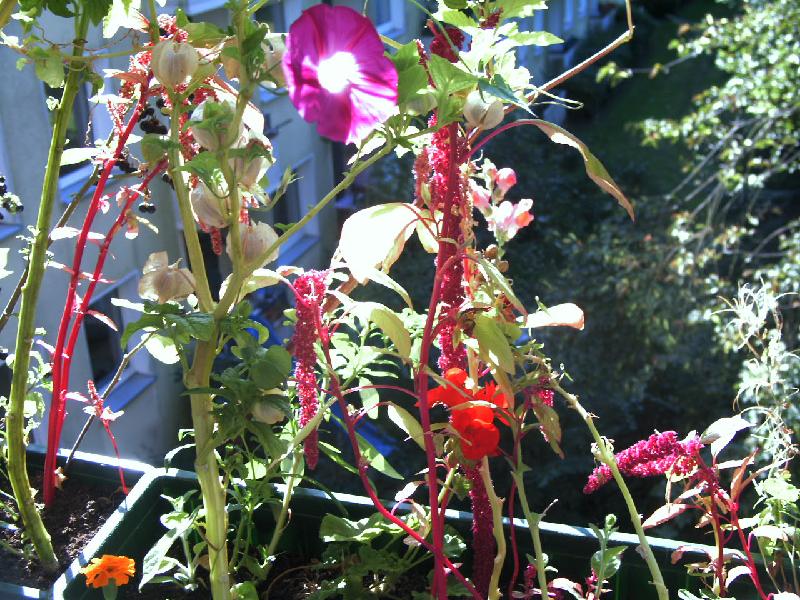 Fuchsschwanz,Trichterwinde