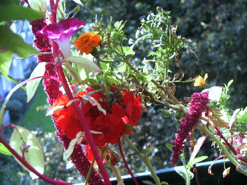 Fuchsschwanz,Tagetes,Trichterwinde