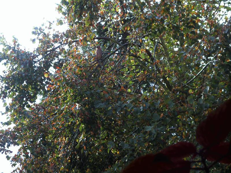 Eichelhäher versteckt