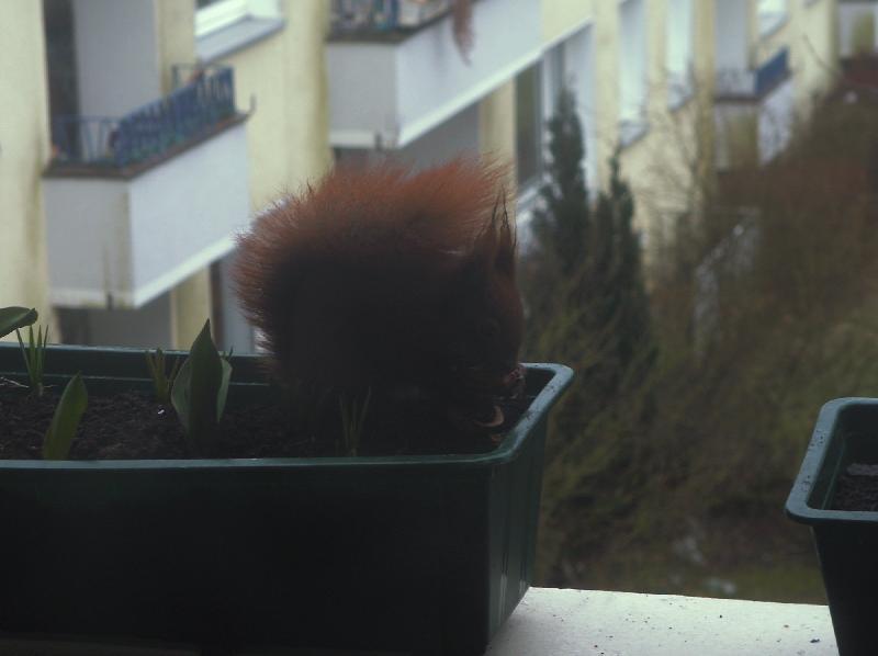 Eichhörnchen