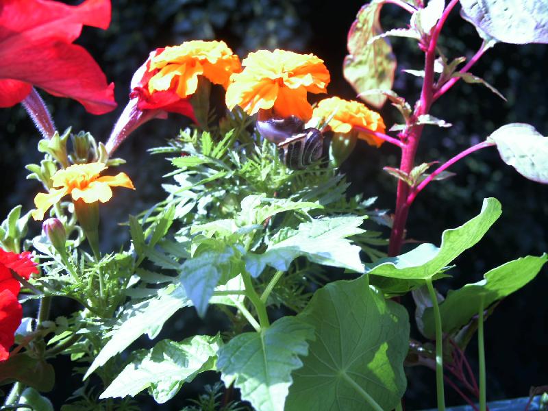 Schnecke,Tagetes